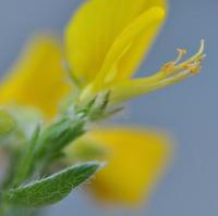 Genista hispanica