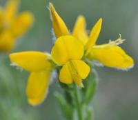 Genista hispanica