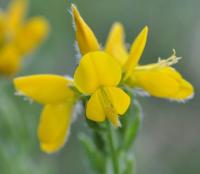 Genista hispanica