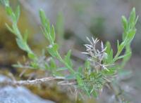 Genista hispanica