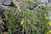 Genista legionensis 