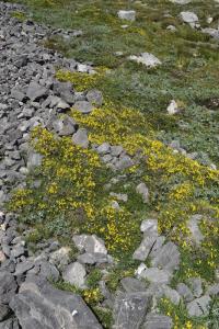 Genista legionensis 
