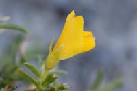 Genista legionensis 