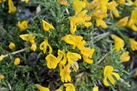 Genista legionensis 