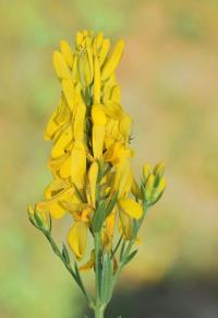 Genista tinctoria