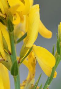 Genista tinctoria