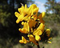 Genista scorpius subsp. scorpius