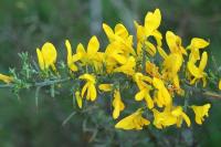 Genista scorpius subsp. scorpius