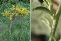 Genista scorpius subsp. scorpius