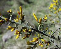 Genista scorpius subsp. scorpius