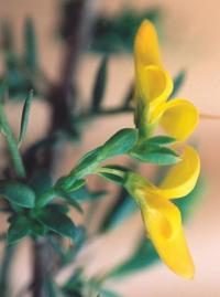 Genista anglica