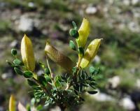 Genista anglica