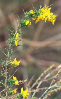 Genista anglica