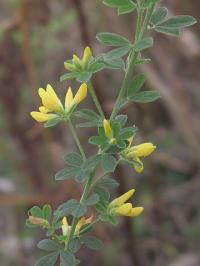 Genista monspessulana