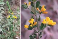 Genista monspessulana