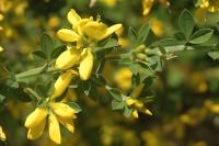 Genista monspessulana