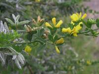 Genista monspessulana