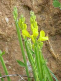 Genista sagittalis subsp. sagittalis