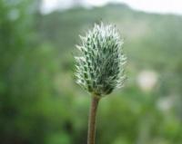 Anemone hortensis