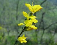 Genista pilosa