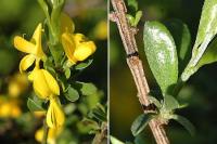 Genista pilosa