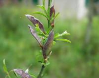 Genista pilosa