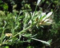 Genista pilosa