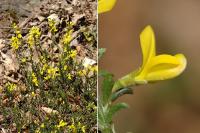 Genista pilosa Genista pilosa