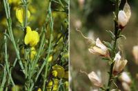 Genista cinerea subsp. ausetana