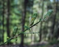 Genista cinerea subsp. ausetana