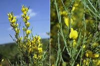 Genista cinerea subsp. ausetana