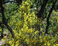 Genista cinerea subsp. ausetana