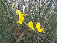 Spartium junceum