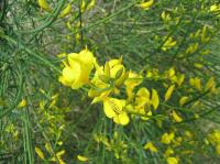 Spartium junceum