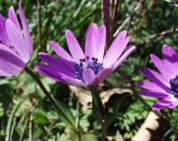 Anemone hortensis