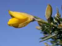 Ulex europaeus subsp. europaeus