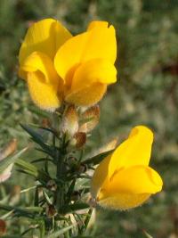 Ulex europaeus subsp. europaeus