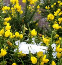 Ulex europaeus subsp. europaeus