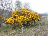 Ulex europaeus subsp. europaeus