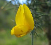 Ulex gallii