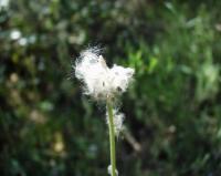 Anemone hortensis