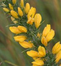 Ulex minor