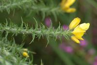 Ulex minor