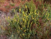 Ulex minor