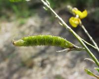 Adenocarpus complicatus