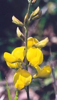 Adenocarpus complicatus