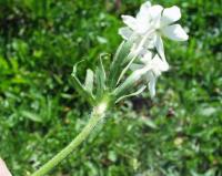 Anemone narcissifolia