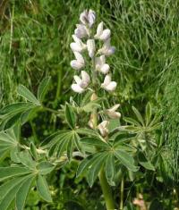 Lupinus albus subsp. albus