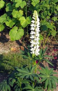 Lupinus albus subsp. albus