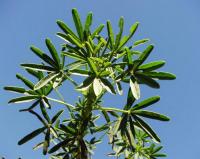 Lupinus angustifolius